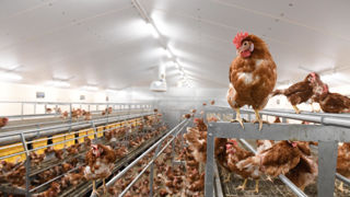 Plusieurs entreprises de restauration collective ont déjà des approvisionnements totalement hors cage pour leurs œufs coquilles et ovoproduits. Plusieurs entreprises de restauration collective ont déjà des approvisionnements totalement hors cage pour leurs œufs coquilles et ovoproduits.
